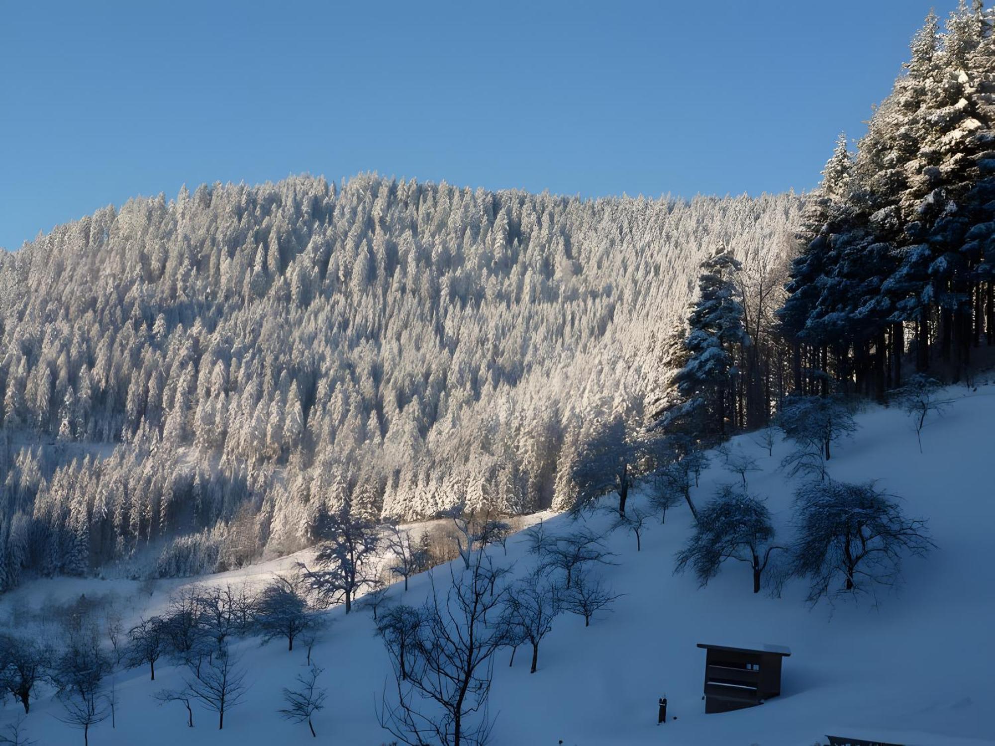 Holderstanzenhof Daire Bad Peterstal-Griesbach Dış mekan fotoğraf