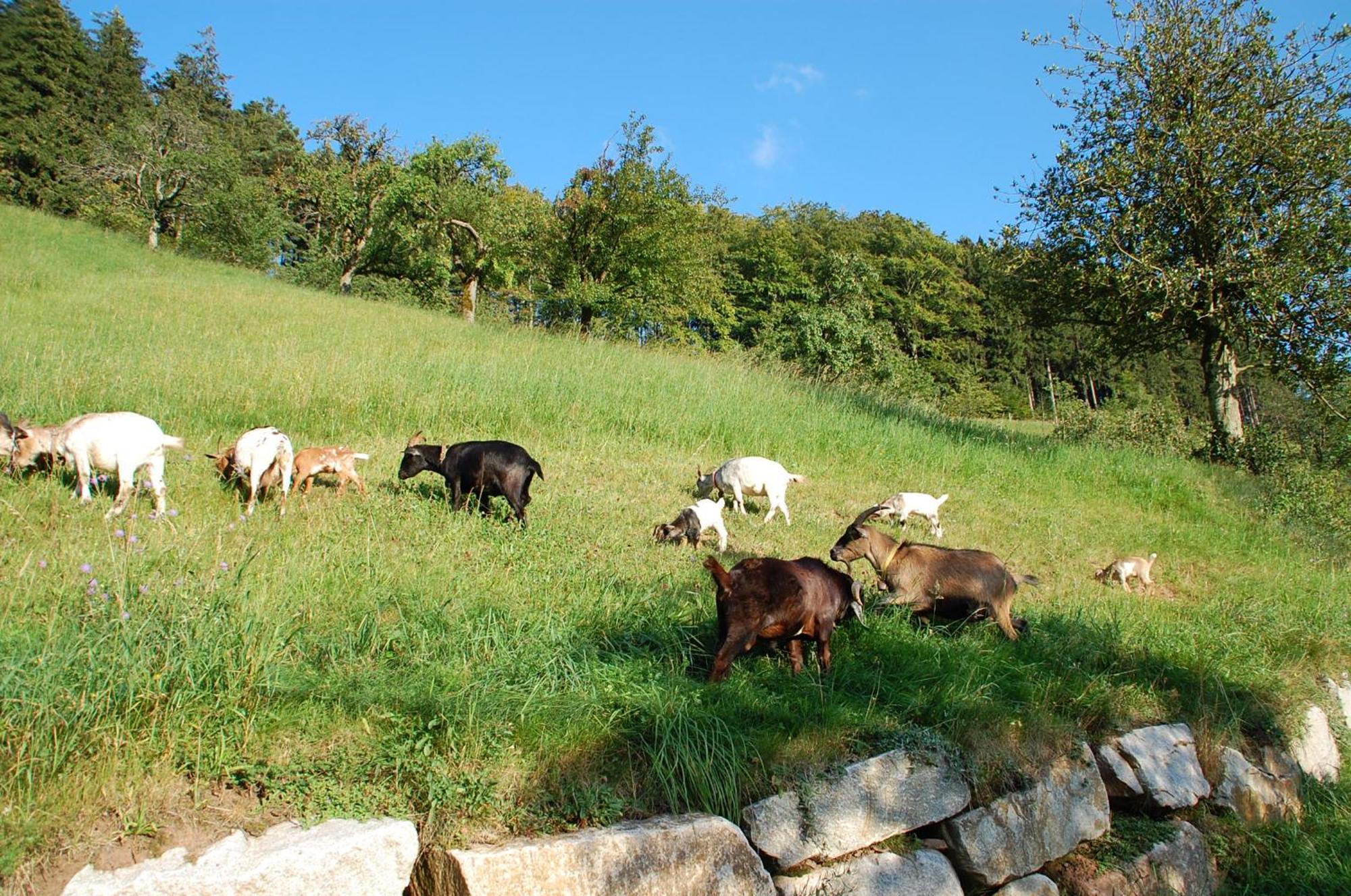 Holderstanzenhof Daire Bad Peterstal-Griesbach Dış mekan fotoğraf