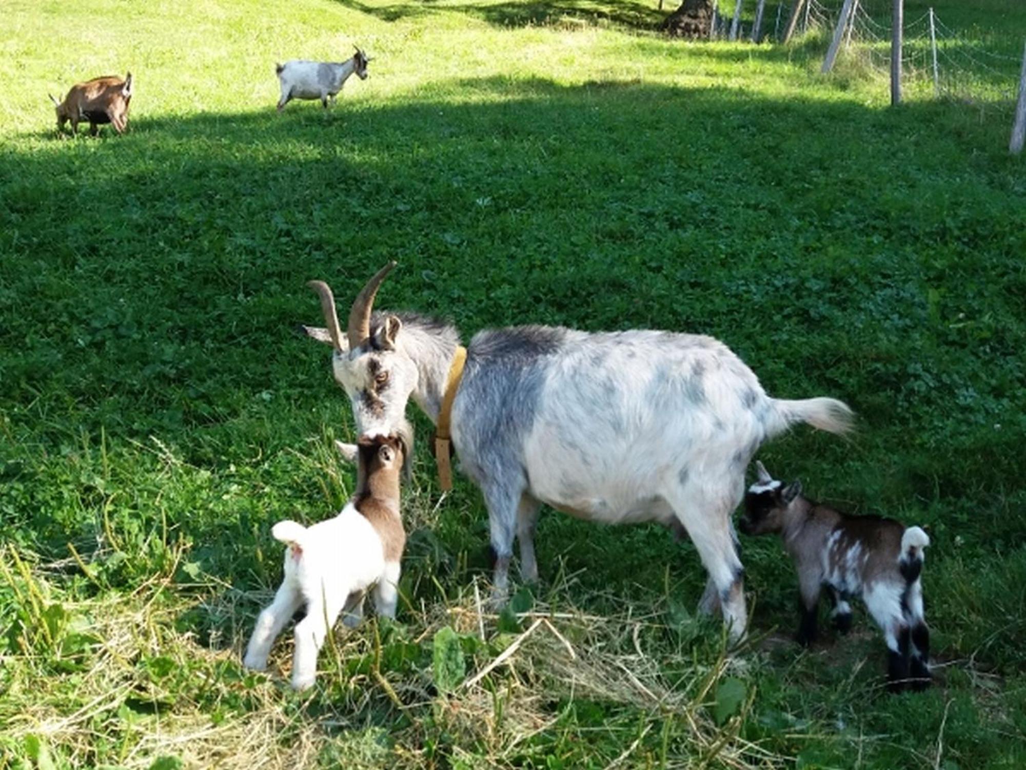 Holderstanzenhof Daire Bad Peterstal-Griesbach Dış mekan fotoğraf